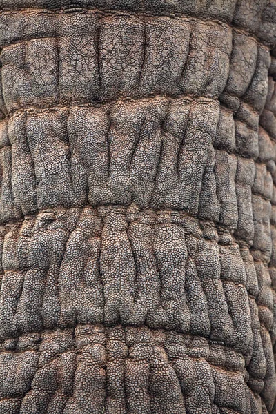 Piel Del Tronco Elefante Africano Loxodonta Africana — Foto de Stock