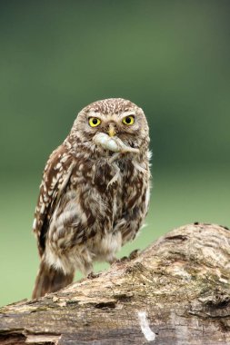 Av ile küçük baykuş (Athene noctua), gagasında kurbağa. Kuru bir dalda avlanan bir baykuş. Küçük bir baykuş, sarı gözlü ve avını kuru bir sandıkta..