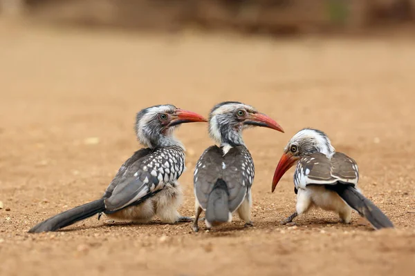 Southern Red Billed Hornbill Tockus Rufirostris Group Birds Sitting Ground — Stock Photo, Image