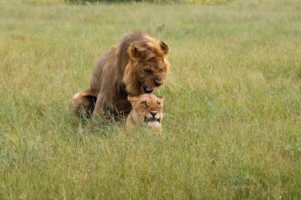 Délnyugat Afrikai Oroszlán Vagy Katanga Oroszlán Panthera Leo Párosodik Szavannában — Stock Fotó