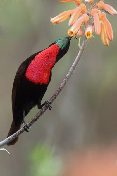 Kırmızı Göğüslü Güneş Kuşu Chalcomitra Senegalensis Çiçekten Nektar Içer Kırmızı — Stok fotoğraf