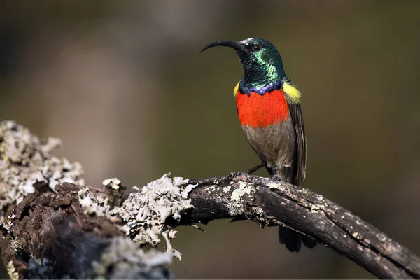 Greater Double Collared Sunbird Cinnyris Afer Sitting Branch Lichens Brown — Stock Photo, Image