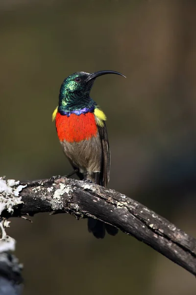 Greater Double Collared Sunbird Cinnyris Afer Sitting Branch Lichen Very — Stock Photo, Image