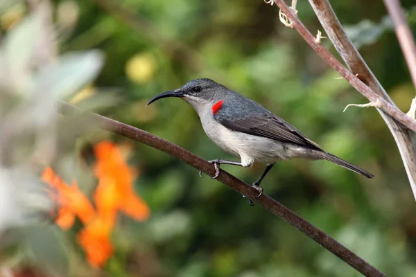 花茎に緑色の背景をした灰色のサンバードまたはマウス色のサンバード シアノミトラ ヴェロキシイ — ストック写真