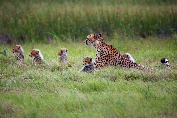 Гепард Acinonyx Jubatus Известный Охотничий Леопард Мать Пятью Детенышами Траве — стоковое фото