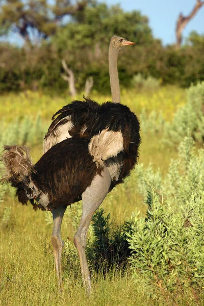 Avestruz Avestruz Comum Struthio Camelus Com Asas Levantadas Savana — Fotografia de Stock