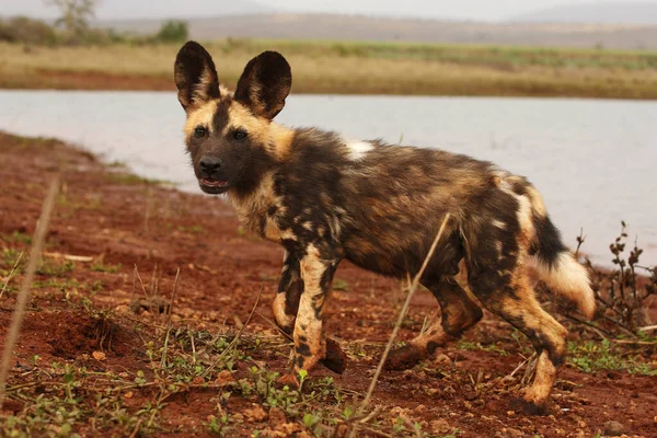 Cão Selvagem Africano Cão Caça Africano Cão Pintado Africano Lycaon — Fotografia de Stock