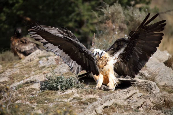 Γενειοφόρος Γύπας Gypaetus Barbatus Επίσης Γνωστός Lammergeier Ossifrage Ένα Ζευγάρι — Φωτογραφία Αρχείου