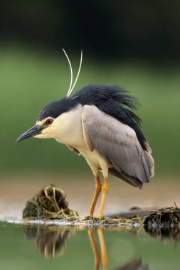 Siyah taçlı gece balıkçıl (Nycticorax nycticorax) sığ sularda balıkları izler. Kırmızı gözlü ve rüzgarda uçuşan iki tüylü balıkçıl yeşil bir arka planda..