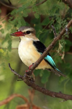 Kahverengi kapüşonlu balıkçı (Halcyon albiventris) yeşil arka planlı dalda oturuyor.