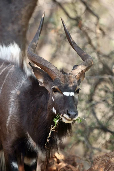 Portrait Une Antilope Nyala Broutant Sur Des Résidus Herbe Nyala — Photo