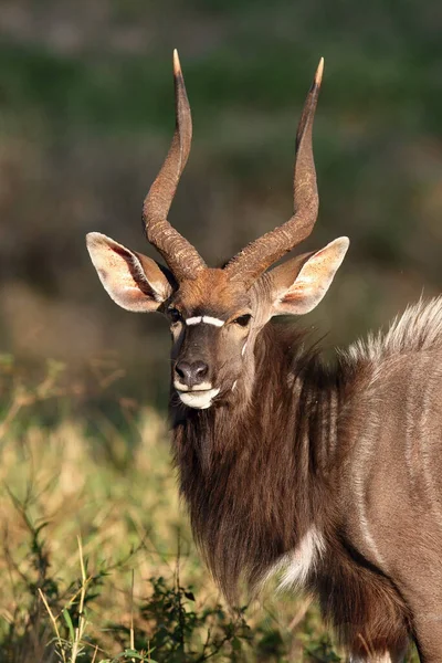 Porträt Einer Nyala Antilope Die Auf Grasresten Weidet Der Nyala — Stockfoto
