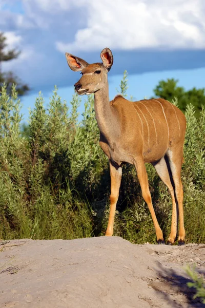 Větší Kudu Tragelaphus Strepsiceros Dospělá Samice Velké Africké Antilopy Stojící — Stock fotografie