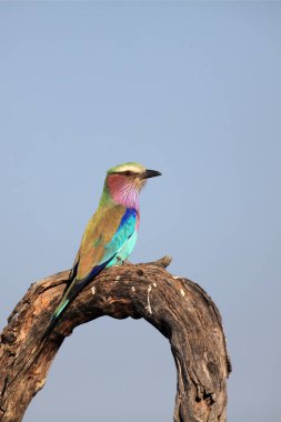 Eflatun göğüslü silindir (Coracias caudatus) mavi arka planlı kuru bir ağaç dalında oturmaktadır..