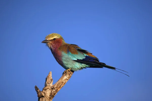 Rouleau Poitrine Lilas Coracias Caudata Assis Sur Une Branche Nue — Photo