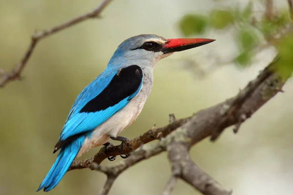 The woodland kingfisher (Halcyon senegalensis) sitting on the branch with green background.Woodland kingfisher with blue back and red top of its beak on a branch