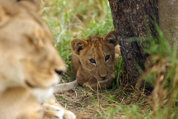 Трансваальський Лев Panthera Leo Також Відомий Лев Південно Східної Африки — стокове фото