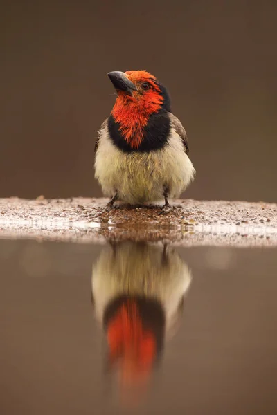 Den Svarta Kragen Barbet Lybius Torquatus Dricka Från Liten Damm — Stockfoto