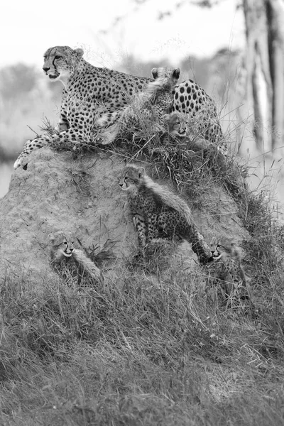 The cheetah (Acinonyx jubatus), also known as the hunting leopard, mother with cubs on the termite hill.Cheetahs in black and white.