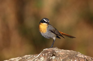 Cape robin-chat (Cossypha caffra) kahverengi arkaplanlı taşın üzerinde oturmaktadır. Ejderha Dağlarından gelen küçük bir dağ geçidi..