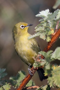 Dalda oturan beyaz-göz (Zosterops virens). Gözünün etrafında beyaz bir çember olan küçük yeşil bir kuş yeşil bir dala oturur..