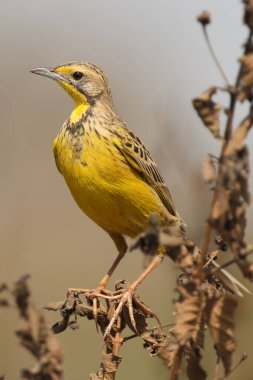 Kurumuş bir sapın üzerinde oturan sarı boğazlı uzun pençe (Makronyx croceus). Kahverengi arka planda kuru bir sapın üzerinde oturan uzun ayak parmaklı küçük sarı bir kuş.