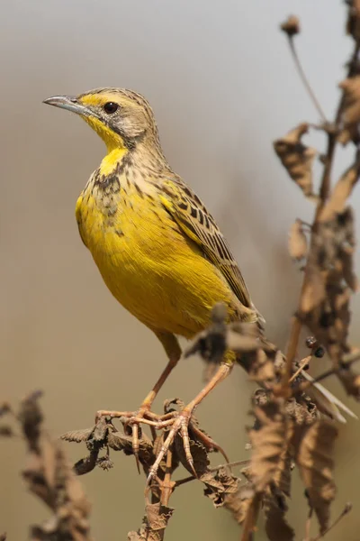 Kurumuş bir sapın üzerinde oturan sarı boğazlı uzun pençe (Makronyx croceus). Kahverengi arka planda kuru bir sapın üzerinde oturan uzun ayak parmaklı küçük sarı bir kuş.