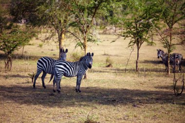 Ovalar zebra (Equus quagga, eski adıyla Equus burchellii), ayrıca ormandaki yaygın zebra veya Burchell zebrası. Dikenli akasyaların gölgesinde Zebralar.