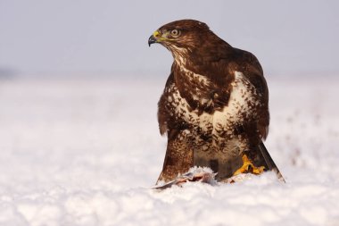 Karla beslenen sıradan bir akbaba (Buteo buteo). Kışın kardaki şahin.