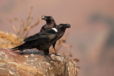 Beyaz boyunlu kuzgun (Corvus albicollis), kayanın üzerindeki iki kuş türüdür. Mor bir Drakensberg dağ arka planında bir çift büyük siyah kuş..