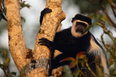 The mantled guereza (Colobus guereza), also known as the guereza, the eastern black-and-white colobus, or the Abyssinian black-and-white colobus sitting on the tree in the green in the evening light. clipart