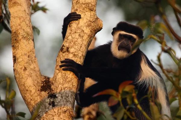 Мантия Guereza Colobus Guereza Известная Guereza Восточный Черно Белый Колобус — стоковое фото