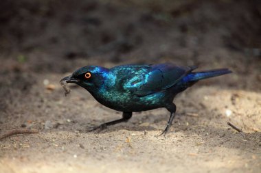 Gagasında karınca larvaları olan Cape Starling (Lamprotornis nitens) veya Cape Starling (Cape Starling)