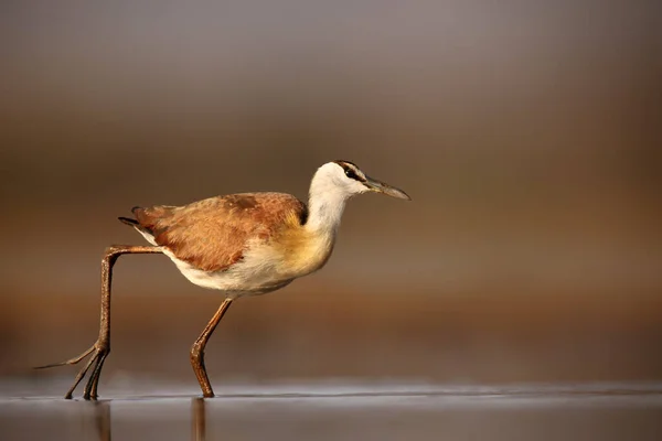 Afrikai Jacana Actophilornis Africanus Sekély Lagúnában Afrikai Jacana Egy Madár — Stock Fotó