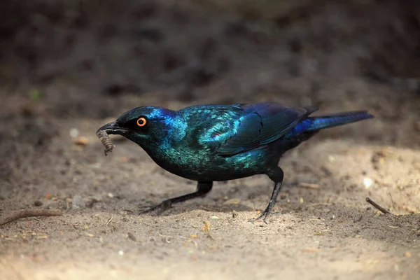 Cape Starling Vagy Cape Glossy Starling Lamprotornis Nitens Csőrében Agancsok — Stock Fotó