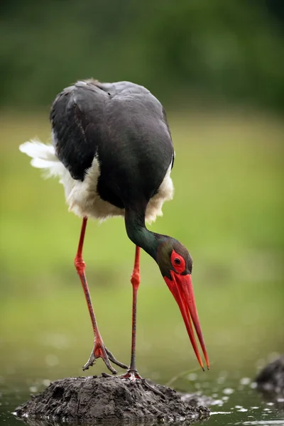 The black stork (Ciconia nigra). Black stork on the hill clay. Dark water bird on high legs on a clay nest.