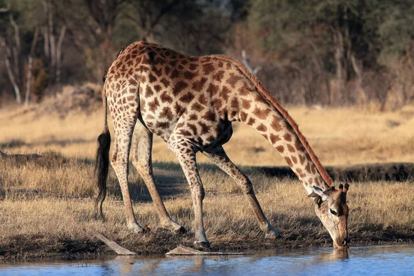 Giraffe South African Giraffe Cape Giraffe Giraffa Camelopardalis Giraffa Drinking — Stock Photo, Image