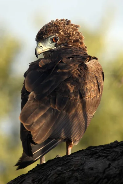 Bateleur Terathopius Ecaudatus Joven Pájaro Sentado Rama Joven Águila Africana — Foto de Stock