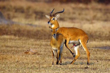 The breeding season with the kob (Kobus kob) on the plains with flehmen response also called the flehmen position.Mating time for antelope kob on the plains of east africa. clipart