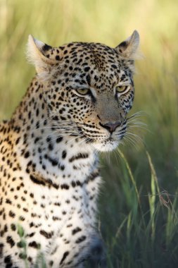 Yeşil arka planda Afrika leoparı (Panthera pardus) kadın portresi.