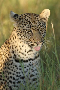 Afrika leoparı (Panthera pardus pardus) çimlerin üzerinde kadın portresi. Genç bir leopar kadın portresi Sabah güneşinde dilini çıkarmış.
