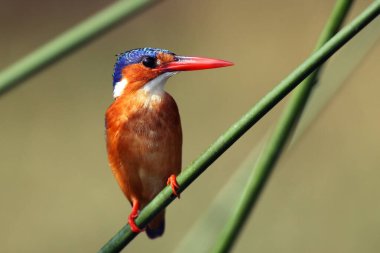 Malachite Kingfisher (Corythornis kristali), Nil nehrinin kenarında yeşil arka planda oturan bir sazlıkta oturuyor..