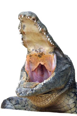 Beyaz arkaplan ile açık çene ile Nil timsahı (Crocodylus niloticus)