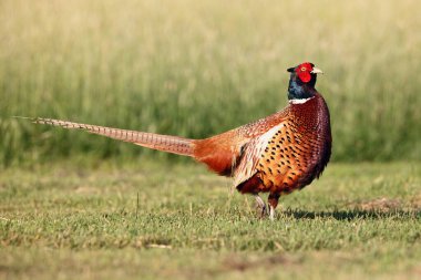 Otların arasındaki yaygın sülün (Phasianus colchicus). Yeşil arka planda, alçak otların arasında büyük bir sülün..