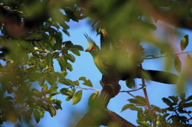 Schalow 'un Turaco' su (Tauraco schalowi) dallarında mavi bir gökyüzü parlayan bir ağacın dallarında oturur..
