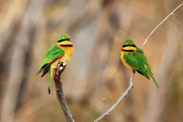 Two little bee-eater (Merops pusillus) sitting on a branch with a brow background.A small green African bird with a red eye on a brown background with a thick bush in the background.
