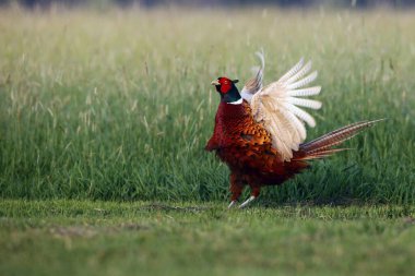 Çayır üzerinde duran yaygın sülün (Phasianus colchicus). Yeşil arka planı olan bir sülün. Uçan kanatları olan bir sülün..
