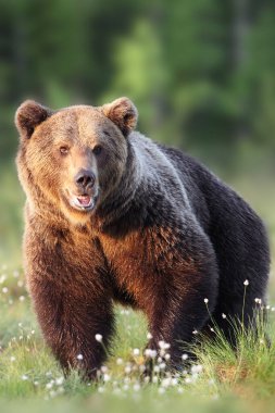 Finlandiya 'da kahverengi ayı (Ursus arctos). Ağızlığında köpük olan iri bir erkek. Ön portre. Büyük ayı yüz yüze çekilmiş..