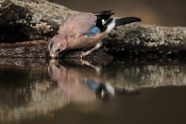 Avrasya alakarga kuşu (Garrulus glandarius) gün doğumunda koyu arkaplanı olan küçük bir su birikintisi ile içer..
