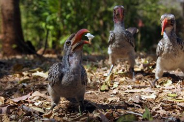 Yerde oturan kırmızı gagalı boynuz gagalı (Tockus rufirostris). Gagasında yiyecek olan bir Afrika boynuz gagası. Arka planda iki kuş daha var..